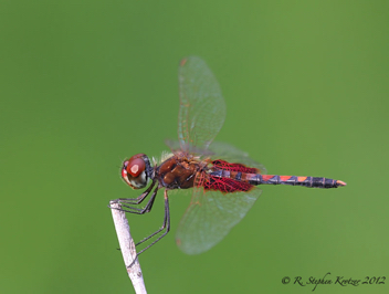 Celithemis amanda, male